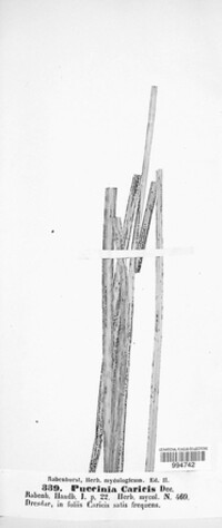 Puccinia caricis image